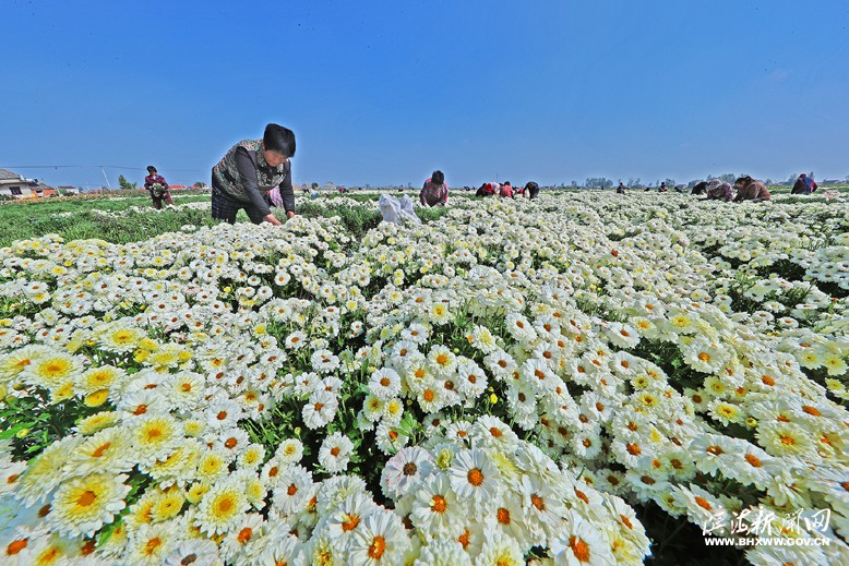 八巨镇华新村杭白菊基地喜获丰收