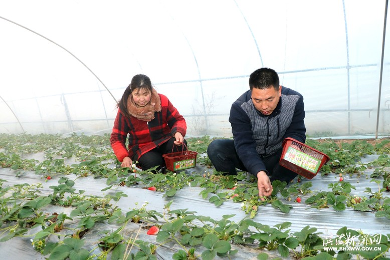 界牌镇竹林水果种植家庭农场