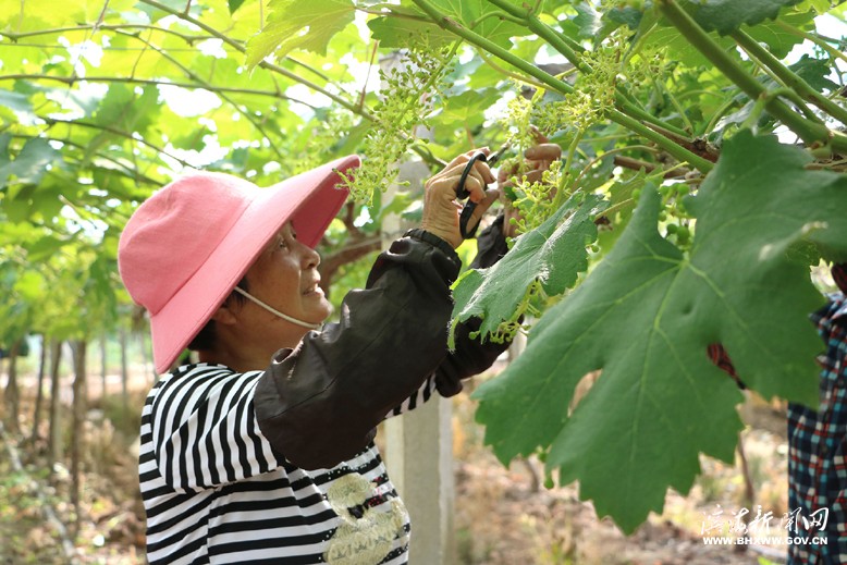 界牌镇竹林水果采摘家庭农场