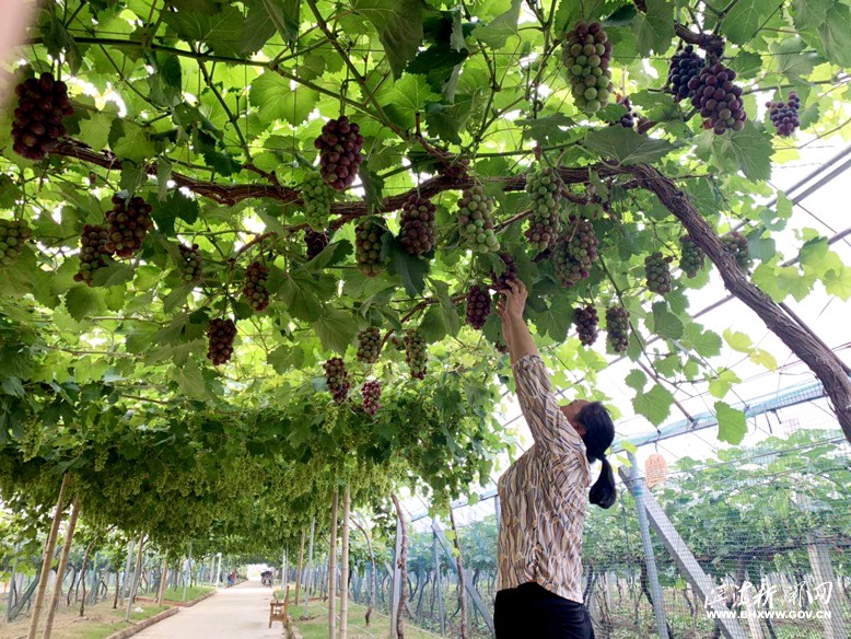 滨淮镇“好农家”葡萄种植基地一角