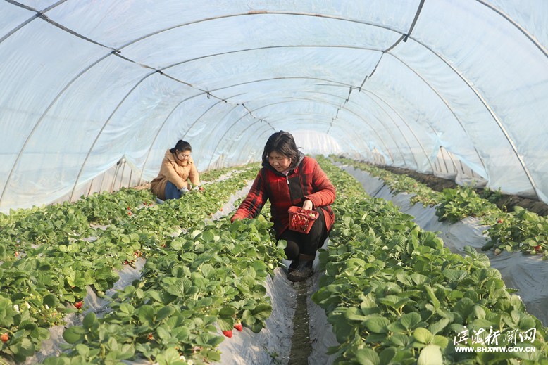 界牌镇竹林水果种植家庭农场