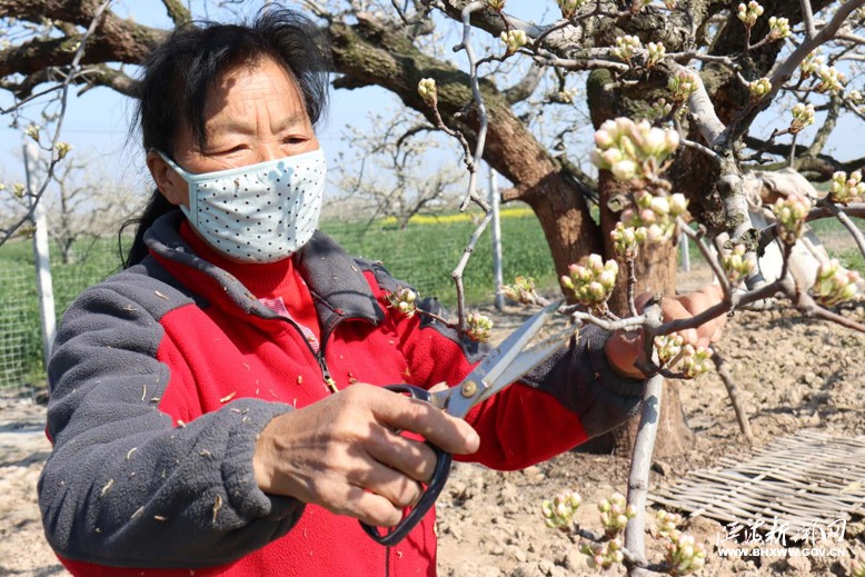 农业园果农做好春耕春种