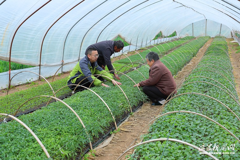 天场镇农业中心技术人员到地头指导群众学习育苗技术