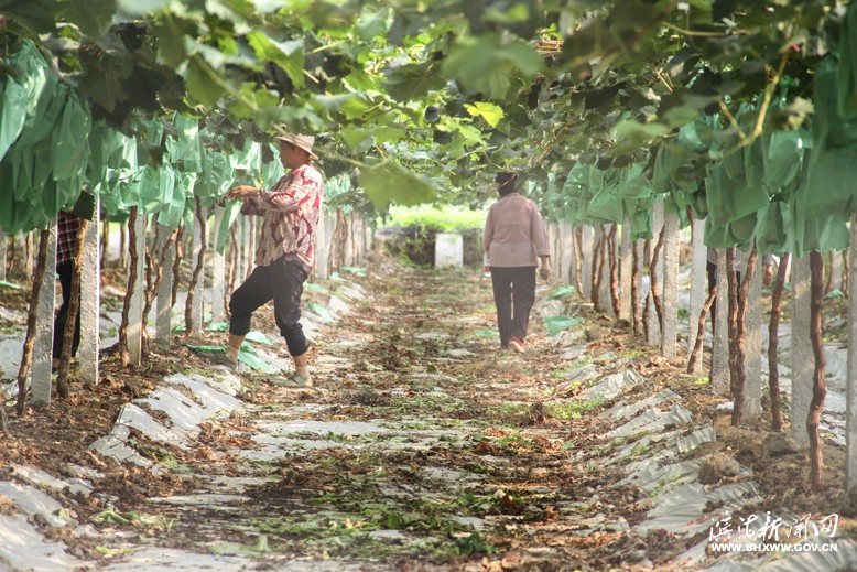 创越生态葡萄示范基地