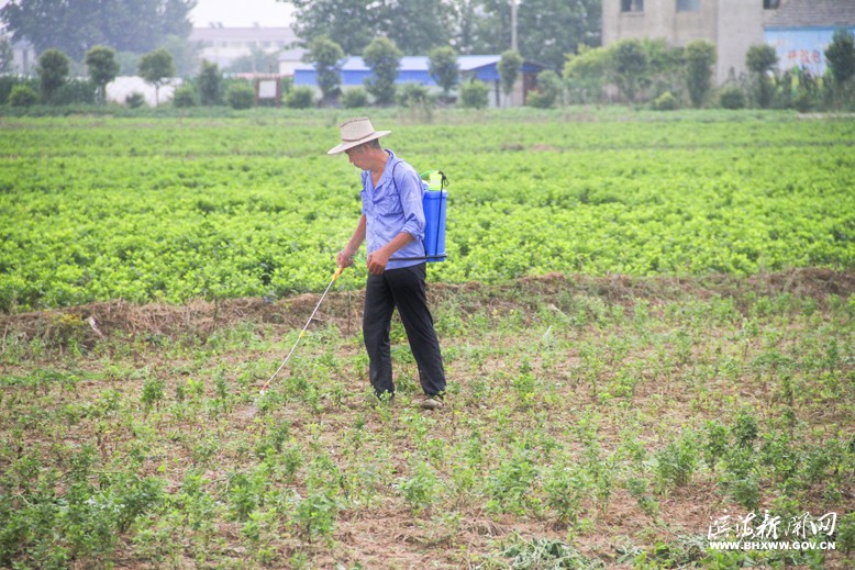 八滩镇界山村瓜蒌基地农民治理虫害