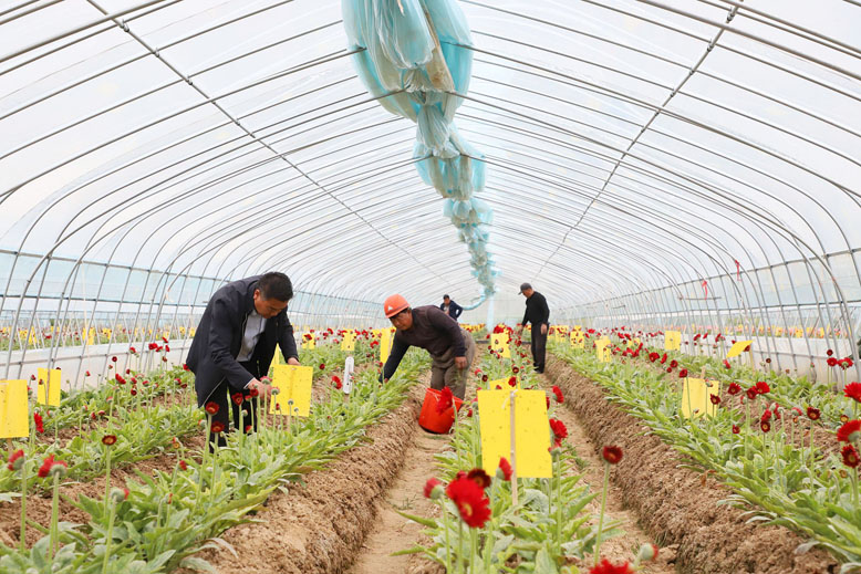 东坎街道三烈村非洲菊种植基地