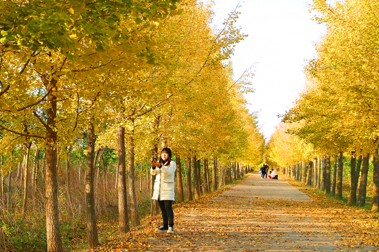 坎北街道果林村银杏林