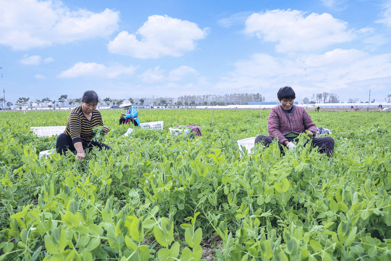 野塘生态农业有限公司