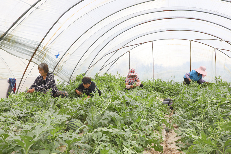 坎北街道肖港村西瓜种植基地