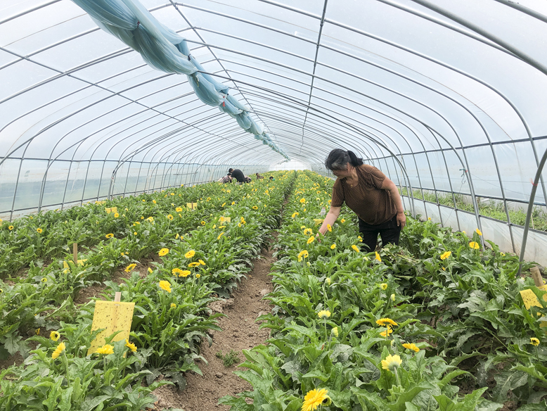 东坎街道三烈村非洲菊种植基地