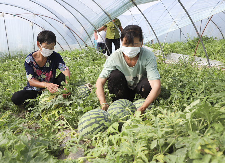 坎北街道肖港村萧港农业发展有限公司种植基地