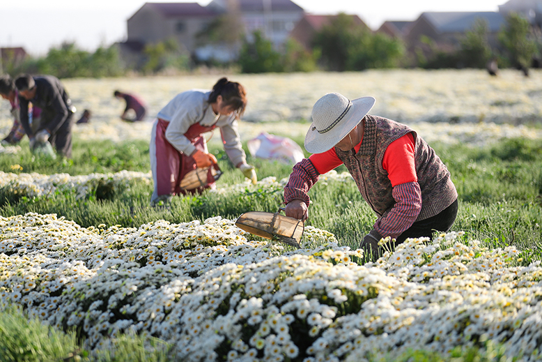 八巨镇华新村杭白菊连片种植基地