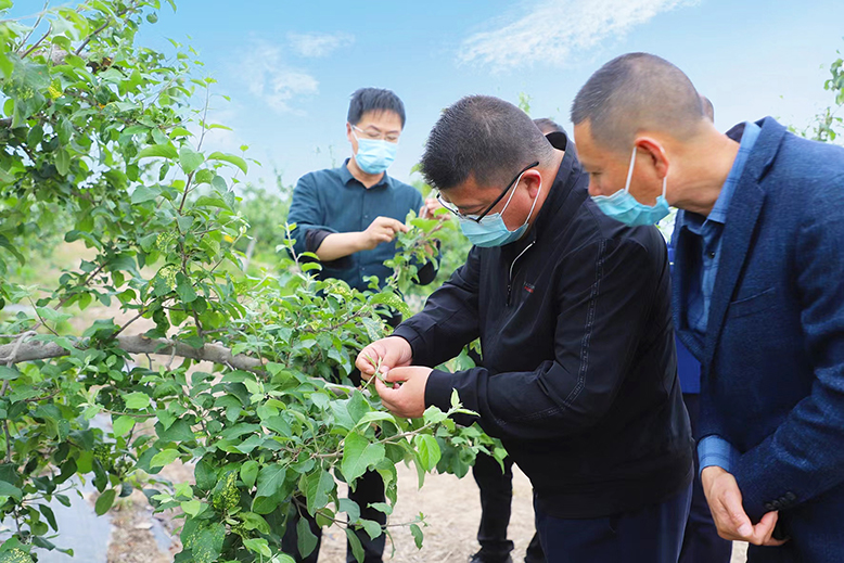 县植物保护站技术人员向村民讲解果树绿色防控措施