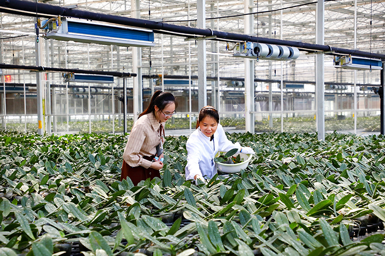 蝴蝶兰花卉种植基地