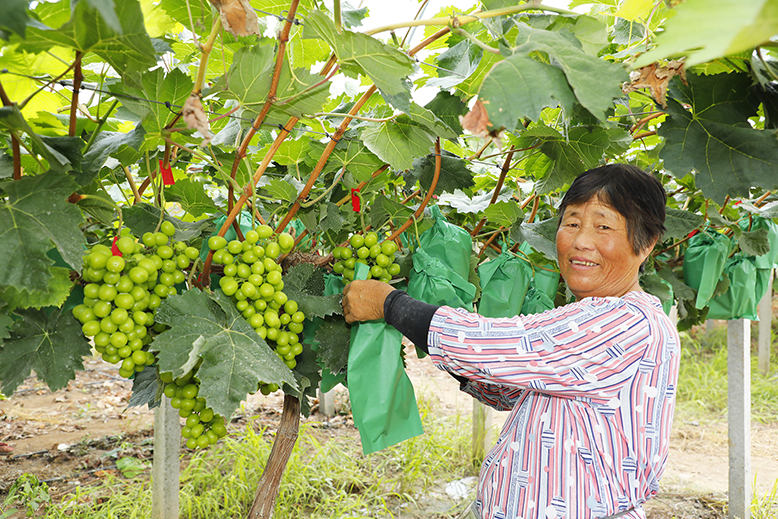 滨淮镇公玉村发展葡萄种植业