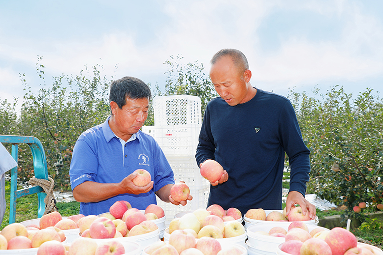 县农业园田园墨歌绿色生态果园苹果迎来采摘季