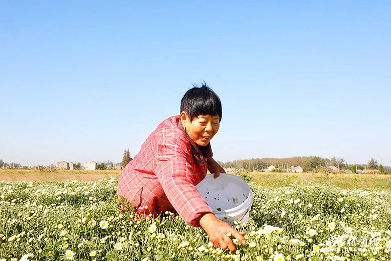 正红镇大滩村菊花种植基地