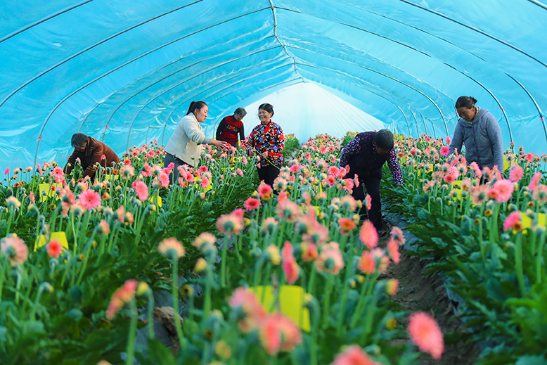 东坎街道三烈村非洲菊