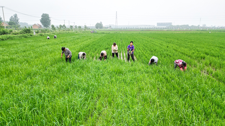 县农业园彦程种业科技公司水稻种植基地田管现场