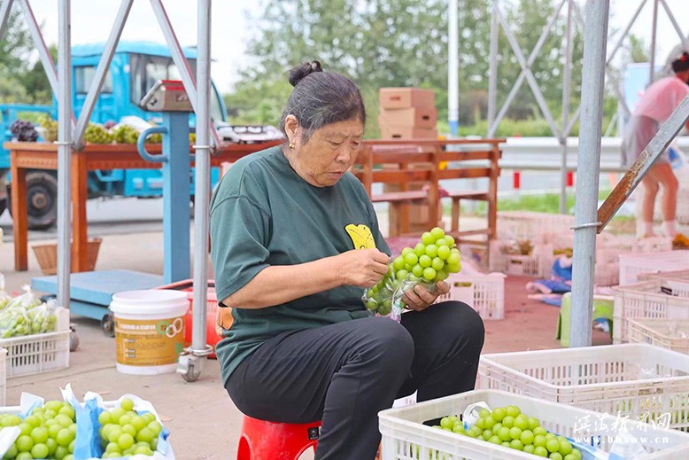 滨淮镇果园葡萄陆续成熟