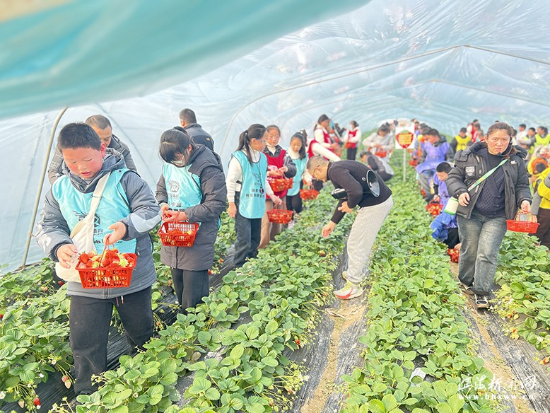 趣农草莓园内体验采摘乐趣