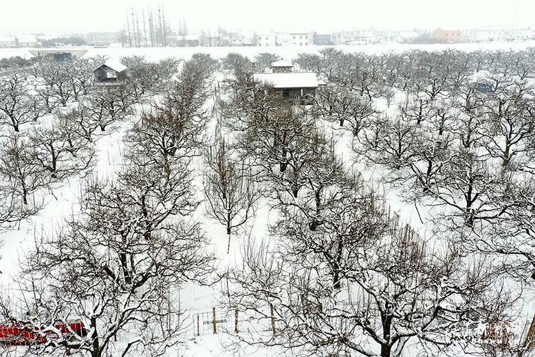 雪后的梨花语景区万亩梨园