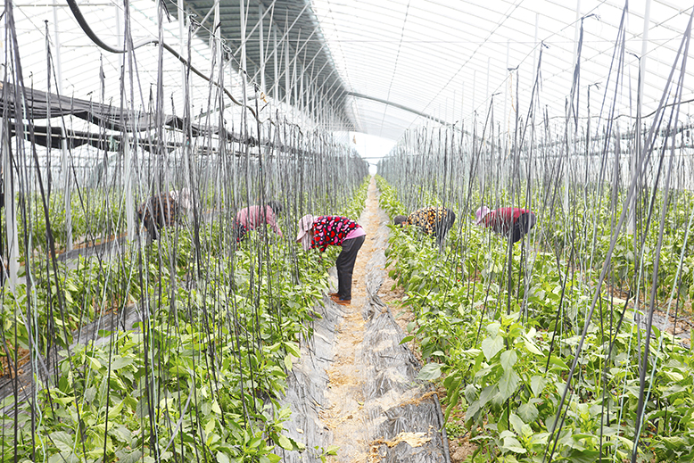 福马菌菜循环种植基地